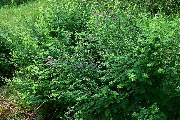 istock Bush clover (Lespedeza bicolor) flowers. Fabaceae deciduous shrub. 2219705896
