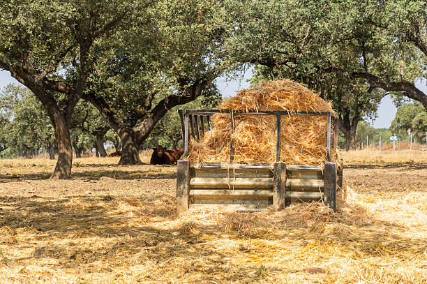 Rustic Hay Feeder for Cattle in a Drought-Stricken Meadow with Blurred Herd.