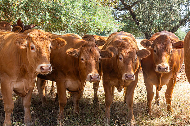istock Bovine Gazes: Close-Up of Limousin Cows Sheltering from the Sun. 2219705949