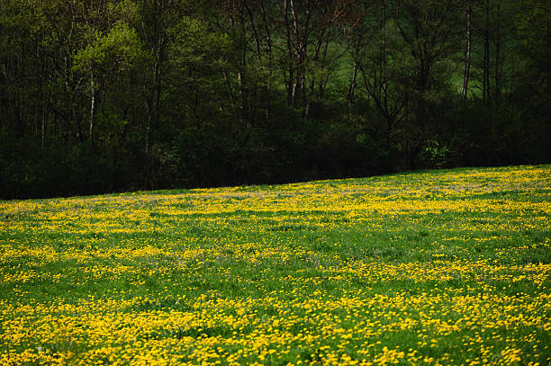 A wide meadow blanketed with yellow dandelions stretches across the foreground, leading into a gently rolling green landscape with a few scattered trees. The composition exudes calmness and the rejuvenating spirit of spring.