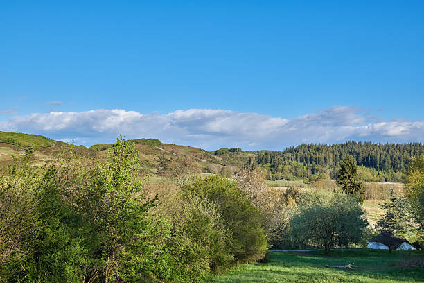 Lush green countryside with dense forest and rolling hills under a bright blue sky. The scene captures the natural beauty of Denmark, evoking peace and tranquility. Ideal for nature and travel themes.