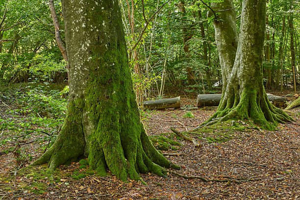 Tree trunks covered in lush green moss in a peaceful forest setting. The natural ambiance showcases the beauty of unspoiled woodlands and dappled daylight shining through the canopy.