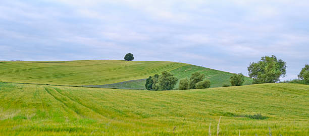 istock Serene Danish Landscape with Rolling Hills and Lush Green Fields on a Spring Day 2219706579