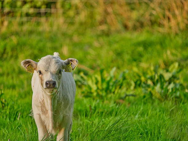 A bright and peaceful scene featuring a white calf standing in a lush green field under the sunlight. Captured in Denmark, this rural view highlights the beauty of Jutland's nature.