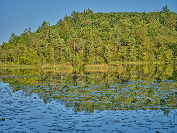 Tranquil lake in Denmark reflecting vibrant trees and greenery, adorned with aquatic vegetation. Captured on a sunny day, this serene landscape showcases pristine waters, undisturbed nature, and immaculate reflection, offering a peaceful and refreshing view.