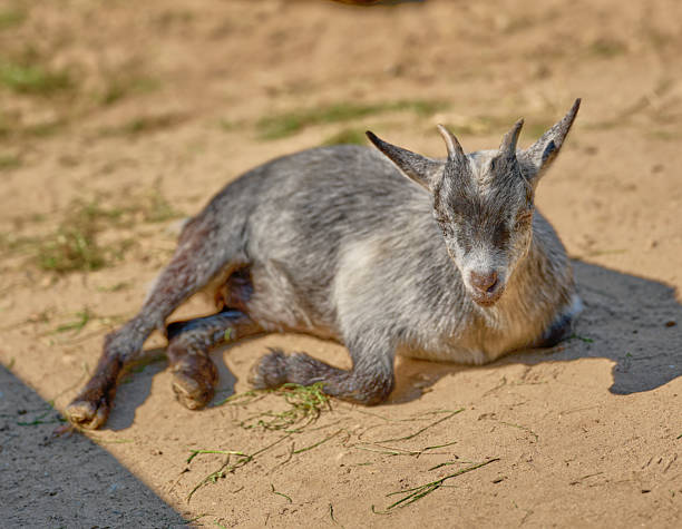 A close-up of a small gray goat resting comfortably on sandy terrain during a sunny day in Denmark. The scene highlights the serenity of nature and rural life.