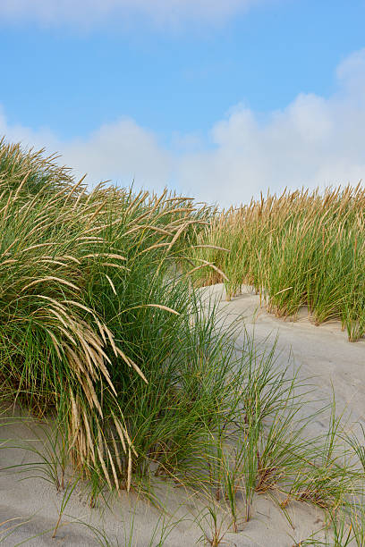 istock Windswept grass on sandy dunes under a clear blue sky, showcasing a serene coastal atmosphere 2219706659