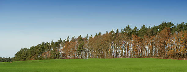A serene countryside setting in Denmark featuring an expansive green field bordered by a tranquil forest of deciduous and coniferous trees. The scene showcases the beauty of nature in autumn under a clear sky.