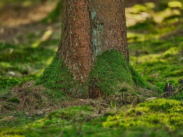istock Close-up view of a moss-covered tree trunk in a forest setting 2219706706