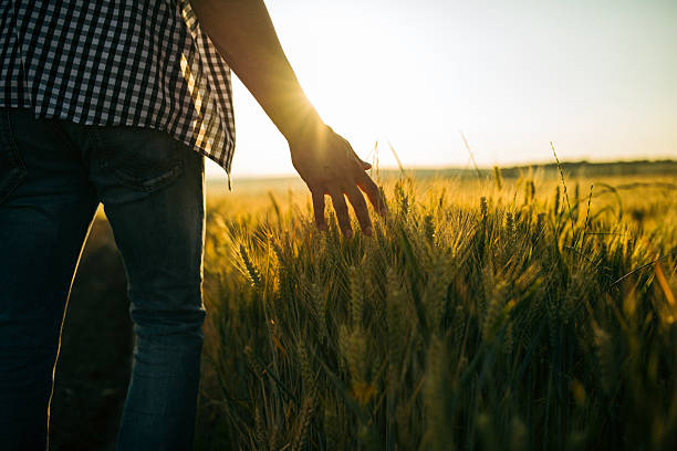 istock Farmer is touching his wheat agriculture plants at sunset. 2219706899