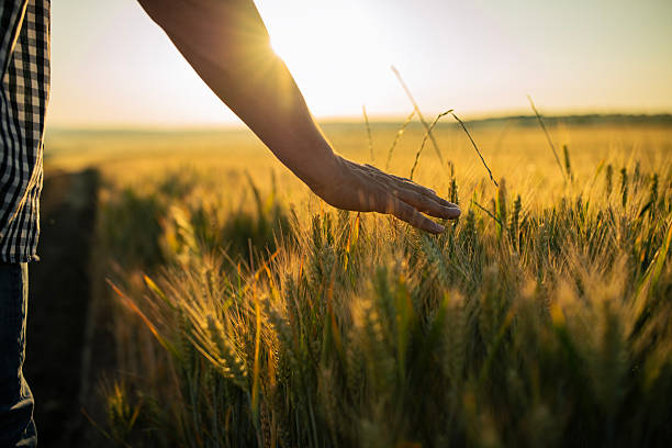 Farmer is touching his wheat agriculture plants at sunset.