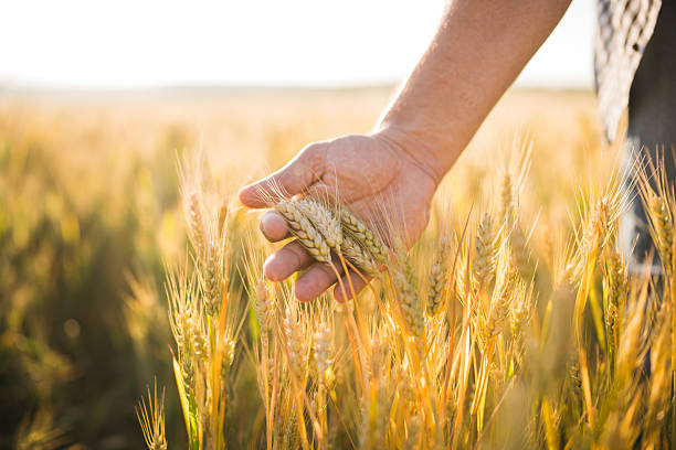 istock Farmer is touching wheat in Agriculture field at sunset light. 2219706909