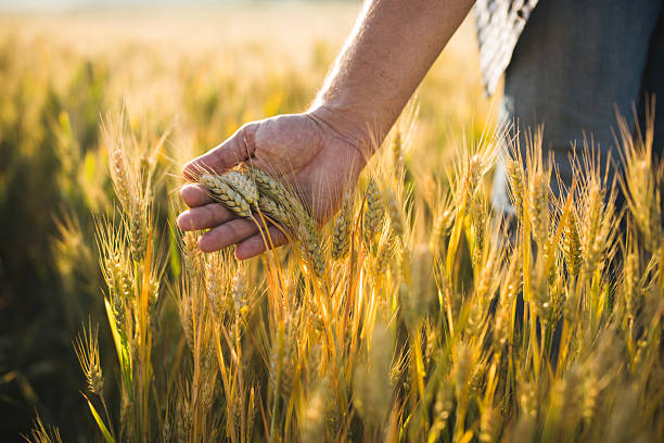istock Farmer examining wheat in field. 2219706911