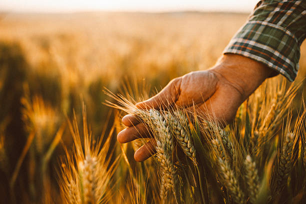 istock Farmer is examining wheat at sunset. 2219706933