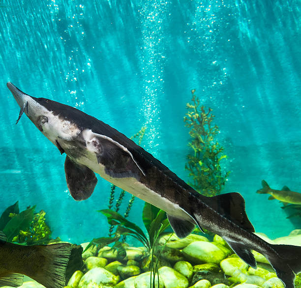 istock Sturgeon glides through turquoise water, bubbles rising. Graceful, ancient fish in aquarium. Ecology, wildlife, conservation. Perfect for education. 2219706946
