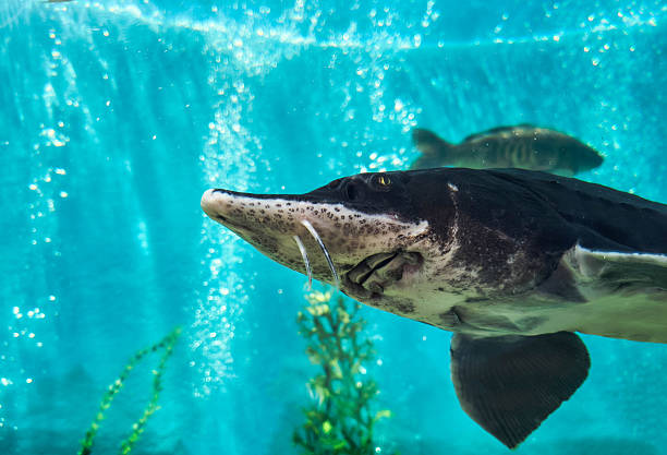 istock Serene image of a sturgeon gliding through clear water, with bubbles creating a calming atmosphere. Perfect for projects needing an underwater, zen, or aquatic theme. 2219706954
