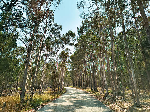 istock A serene road cutting through a dense forest canopy under a bright blue sky. Evokes travel, nature, adventure and escapism. Use for travel blogs, websites and ads. 2219706957