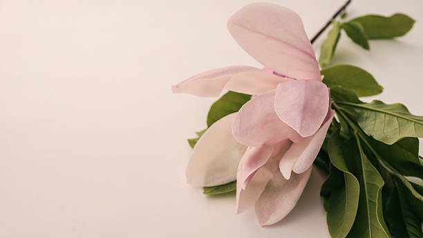 Flat lay composition with blooming magnolia flowers on the right side over beige background. Soft pink petals and green leaves create a gentle, elegant and minimal spring-themed design