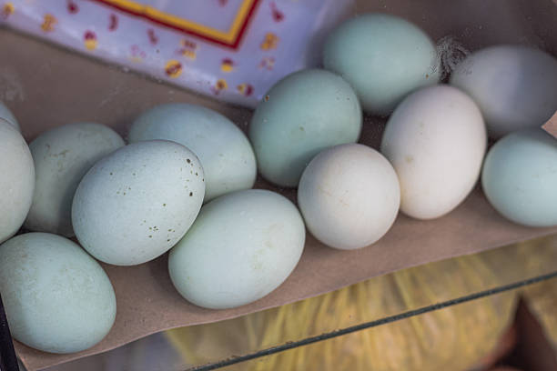Fresh Duck Eggs with Blue Green Shells for Sale