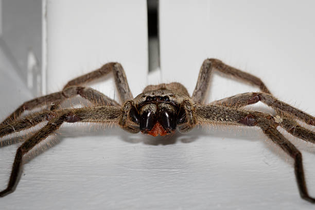 istock Grey Huntsman Spider (Isopeda brachyseta), Narooma, NSW, June 2025 2219709485