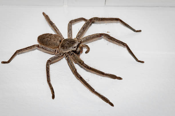 istock Grey Huntsman Spider (Isopeda brachyseta), Narooma, NSW, June 2025 2219709486