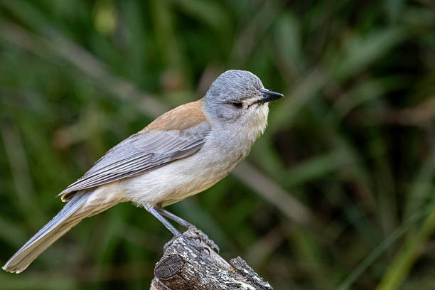 istock Grey shrike-thrush (Colluricincla harmonica), Narooma, NSW, September 2024 2219709487