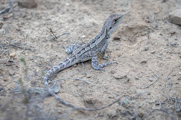 istock Jacky Dragon (Amphibolurus muricatus), Canberra, ACT, March 2025 2219709640