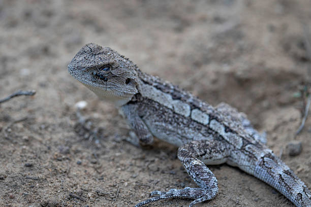 istock Jacky Dragon (Amphibolurus muricatus), Canberra, ACT, March 2025 2219709642