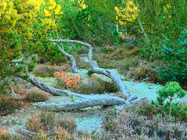 A scenic view of a natural area in Jutland, Denmark, showcasing fallen trees amidst vibrant greenery and vegetation. Ideal for capturing the essence of serene woodland landscapes. Photo taken with a Medium Format camera and MF lens.