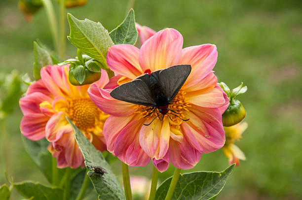This is a color photograph of a bee on a dark pink dahlia flower on a sunny day in a residential neighborhood of Vancouver, Canada in summer.