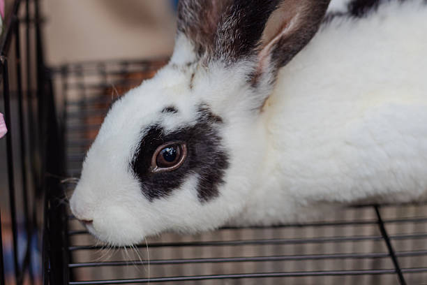 Human hand is holding rabbit