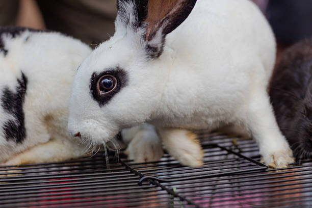 White Rabbit with Black Markings for Sale as a Pet