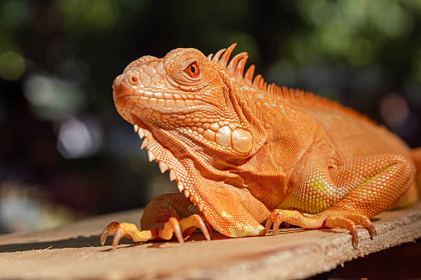 istock Colorful Orange Iguana Sunbathing on Wood 2219712621