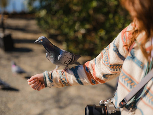 Pigeon unexpectedly sits on woman's hand when she is walking with camera in the park in autumn