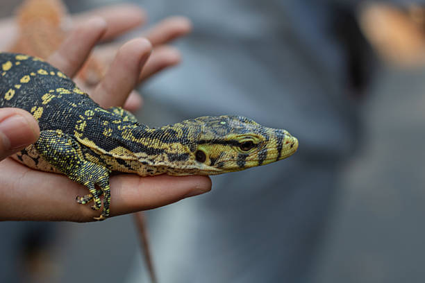 istock Small Water Monitor Lizard in a Person's Hand 2219714504