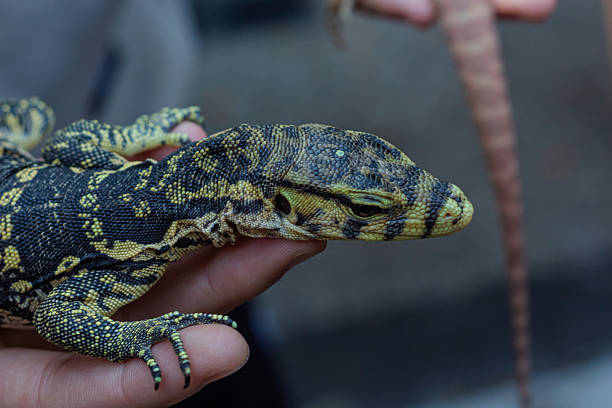istock Small Water Monitor Lizard in a Person's Hand 2219714505