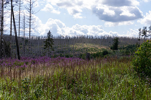 istock Blooming heather in the Harz Mountains 2219714668