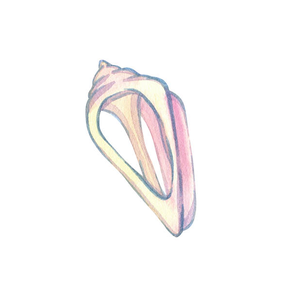 istock Seashell, mollusk, conch, beach decoration, ocean shore souvenir, pastel colors on white background. Single isolated object. Hand drawn watercolor illustration 2219714777