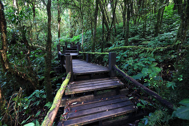 istock Serene Forest Pathway with Wooden Planks Surrounded by Greenery 2219715925