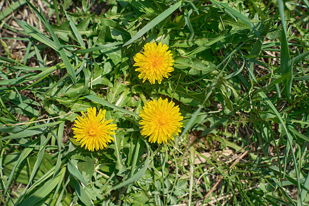 Bright Dandelions Blooming Among the Green Grass in Springtime