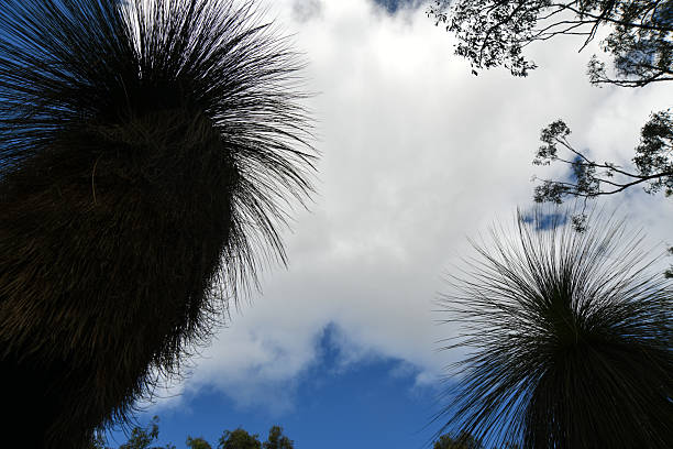 Asphodelaceae. They are endemic to Australia. Common Australian grass trees, Xanthorrhoea australis, near Coomba Falls. Maidenwell, Queensland, Australia. The grasstree is also known as grass gum-tree, kangaroo tail, balga (Western Australia), yakka (South Australia), yamina (Tasmania), and black boy (or \
