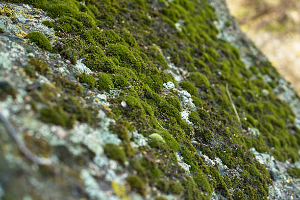 istock Close Up of Moss Growing on a Rock Surface 2219718777