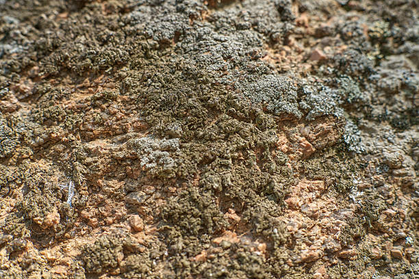 Textured Surface with Moss and Soil Close Up View