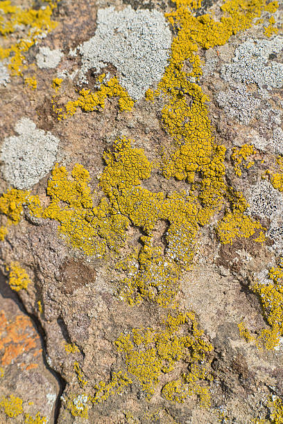 Lichen Covered Rock Surface with Yellow and White Patches