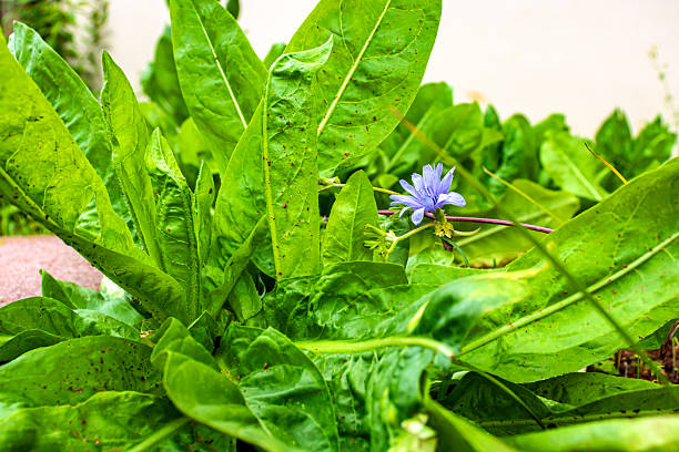 Escarole flower (Cichorium intybus), a vegetable popularly known as chicory, escarole or endive