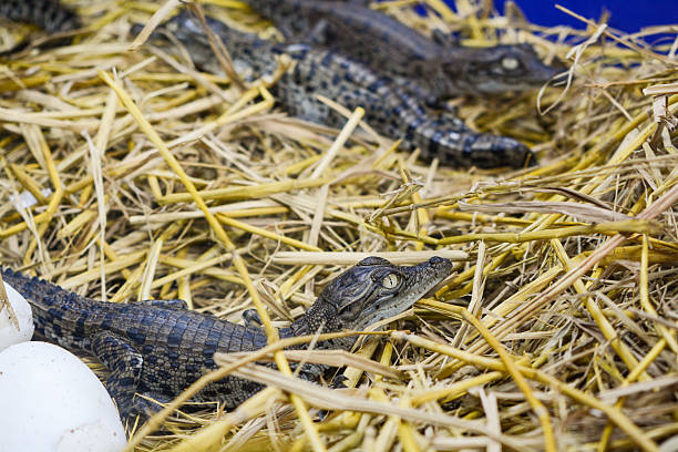 istock Baby crocodiles hatching from egg in farm 2219719876