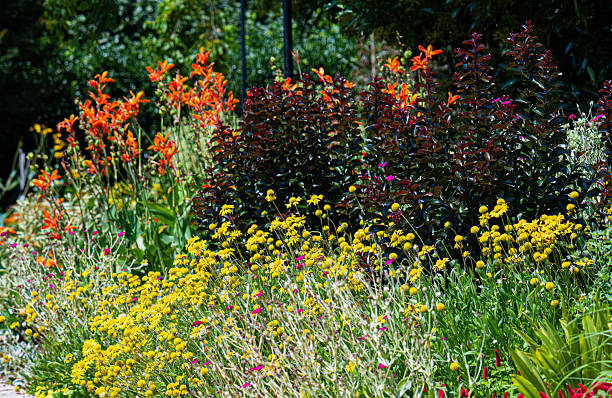 istock Beautiful flowers in a garden 2219720235
