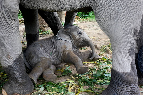 istock Baby elephant playing under parent’s belly 2219722346