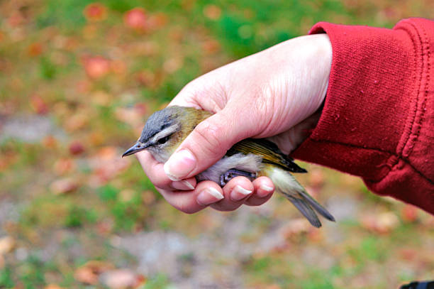 Female hands holding baby chicken