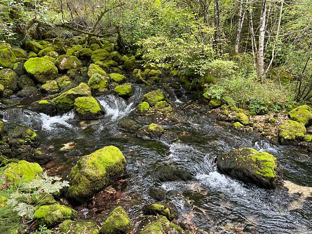 istock Source Glijun or the source of the stream Gljun (Bovec, Slovenia) - Die Quelle des Baches Glijun oder die Quelle Gljun (Bovec, Slowenien) - Izvir Glijuna or Izvor Gljuna (Slovenija) 2219725644